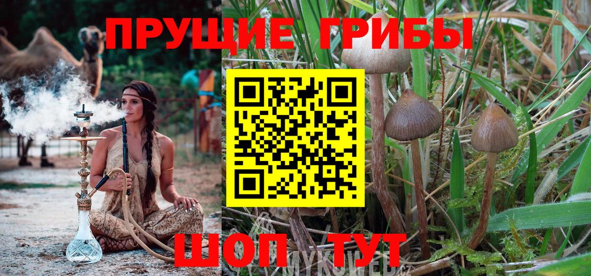 Учалы  Галлюциногенные грибы Psilocybine cubensis  Вход с VPN  Псилоцибиновые грибы Cubensis 